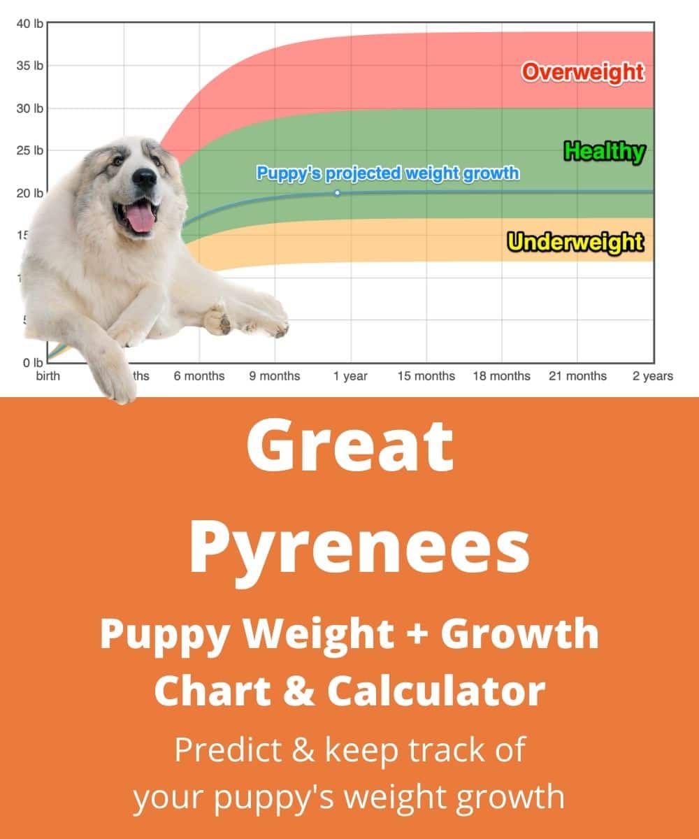 Great Pyrenees Growth Chart